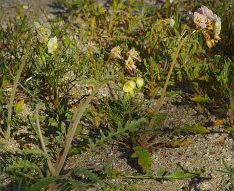 Photo of Peirson's Evening Primrose with white flowers and pink flowers