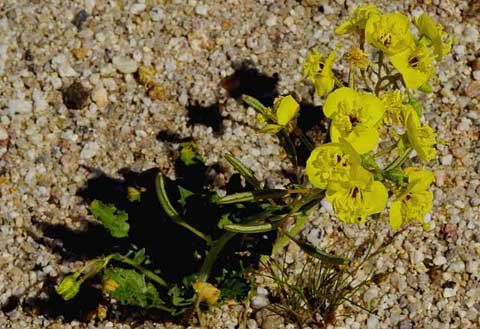 Photo of a Peirson's Evening Primrose with yellow flowers