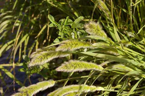 Closeup photo of feathery stems of Ditch Beard Grass