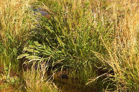 Photo of Ditch Beard Grass beside Coyote Creek