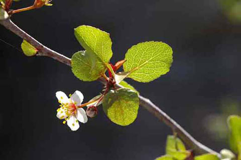 Closeup photo of the white flower of a Desert-Apricot, with the sun shining through its green leaves