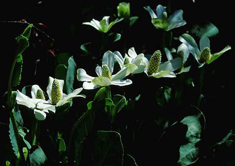 Photo of the white flowers of a Yerba Mansa plant near Sentenac Cienega