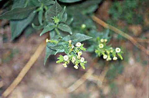 Photo of Desert Tobacco, Nicotiana obtusifolia