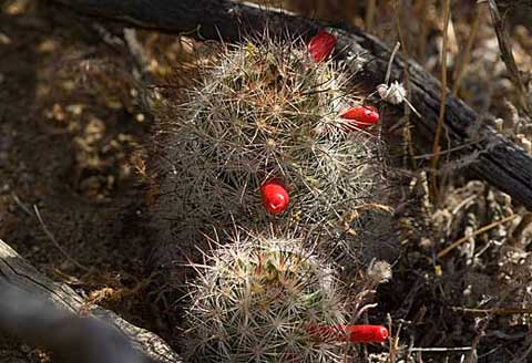 Photo of Yaqui Mammillaria cactus