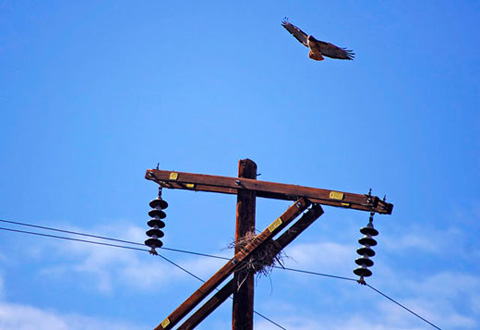 Photo of a Red-tailed Hawk circling above a nest on a power pole, Grapevine Canyon