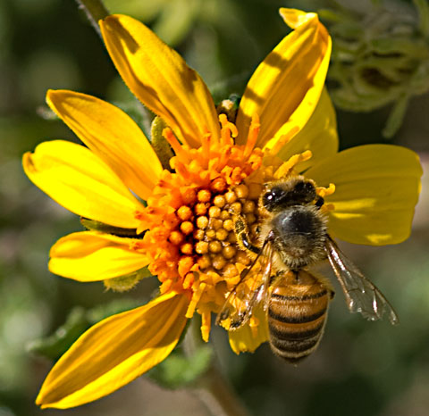 Photo of honeybee on Parish's Golden-eyes