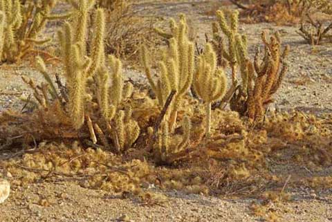 Photo of Gander's Cholla with a collection of cholla stems, evidence of a packrat den
