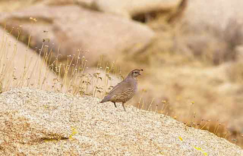 Photo of a Gambel's Quail on a granite boulder at Culp Valley
