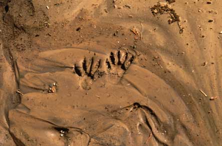 Photo of animal tracks in wet sand beside Coyote Creek