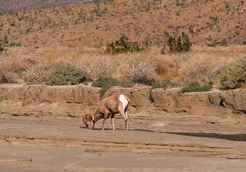Photo of Bighorn Sheep drinking by Coyote Road Jeep Trail 200 yards north of DiGiorgio Road