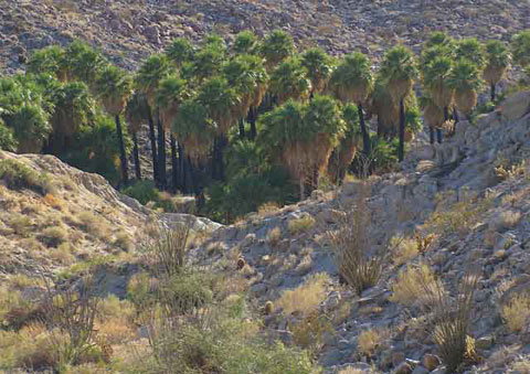 Photo of a large grove of tall California Fan Palms at Mountain Palm Springs