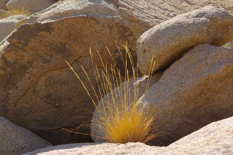 Photo of a grass plant growing from a boulder in Piedras Grades