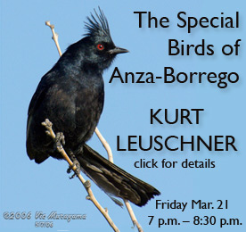 special birds of anza borrego