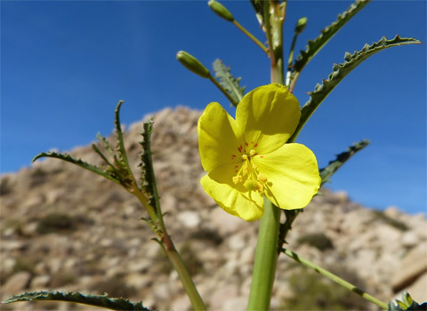 California Primrose, Camissonia californica