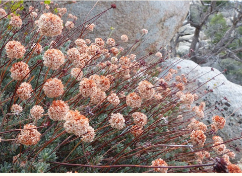 California buckwheat, Eriogonum fasciculatum