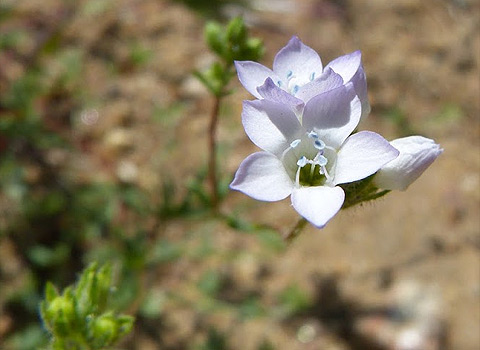 anza borrego desert flower chaparral gilia fred melgert
