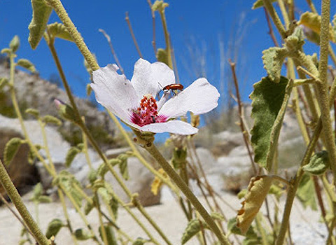 anza borrego desert flower desert hibiscus fred melgert