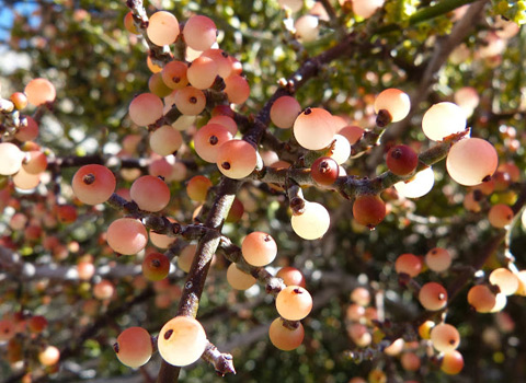 desert mistletoe anza-borrego melgert