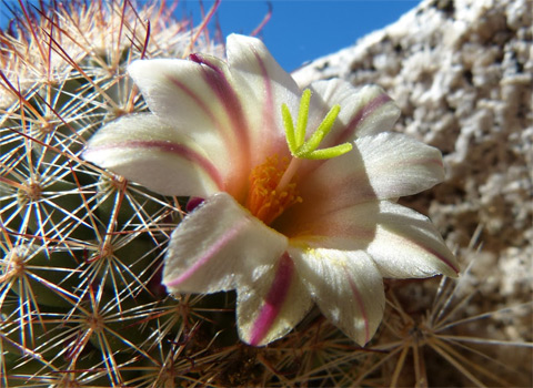 Fish-hook Cactus, Mammillaria dioica