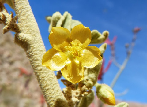 Newberry's velvet mallow, Horsfordia newberryi