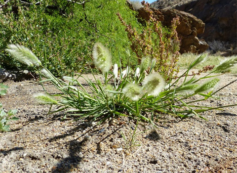 Rabbitsfoot Grass, Polypogon monspeliensis anza borrego fred melgert
