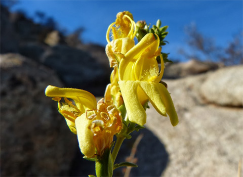 Yellow Bush Penstemon, Keckiella antirrhinoides