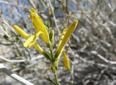 Yellow Chuparosa, Justicia californica