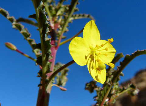 california primrose anza-borrego melgert