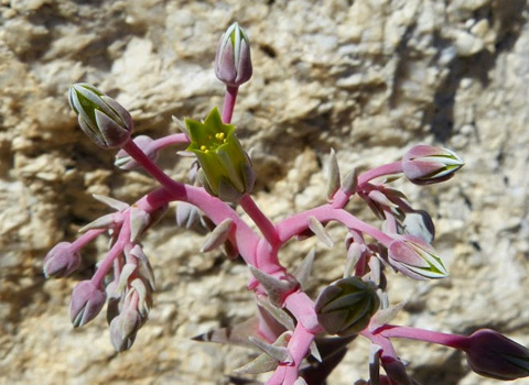 desert dudleya in anza borrego, Dudleya saxosa ssp. aloides anza borrego fred melgert