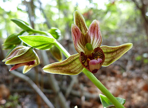 stream orchid, Epipactis gigantea Fred Melgert Anza Borrego
