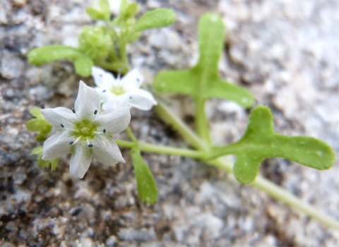 white fiesta flower, Pholistoma membranaceum