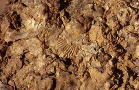 Closeup photo of a fossilized seashell, Painted Gorge