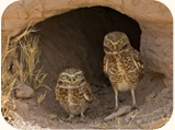 birding in anza borrego