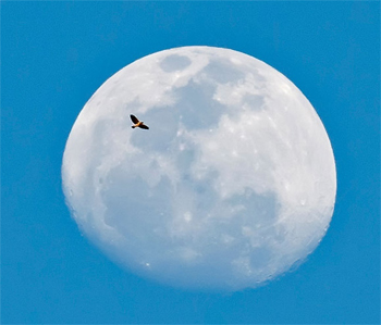 swainson's hawk and moon borrego springs Ray Spence photo