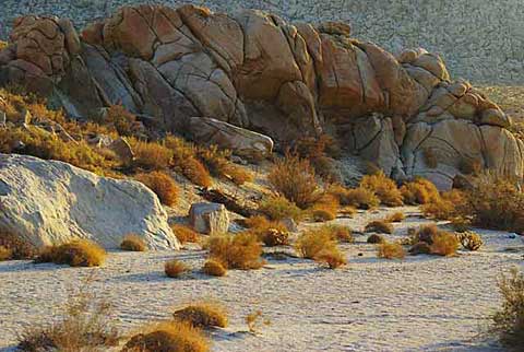 Photo of Palm Canyon Wash