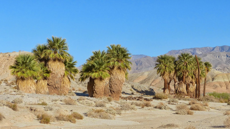 17 Palms Oasis Anza-Borrego Desert State Park by Fred Melgert