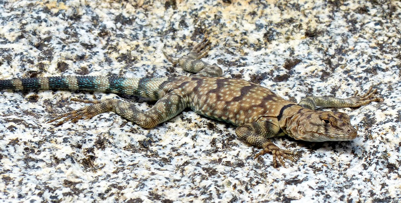 banded rock lizard in cool canyon anza borrego by joy ziemnick