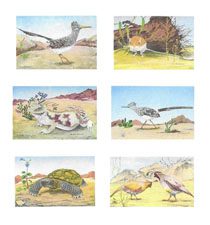 Mockel Notecard Set: Desert Creatures #69