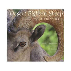 Desert Bighorn Sheep: Wilderness Icon