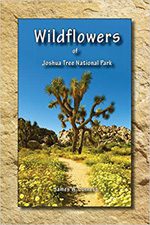 Wildflowers of Joshua Tree National Park