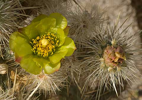 Silver Cholla or Golden Cholla - ABDNHA