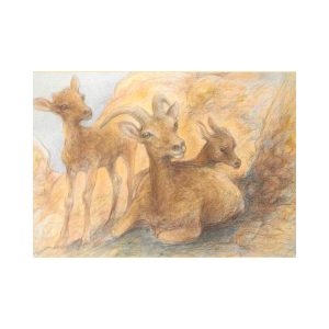 Meyer Notecard: Bighorn Ewe and Lambs