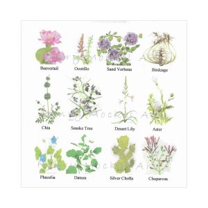 Mockel Notecard Set: Anza Wildflowers #89