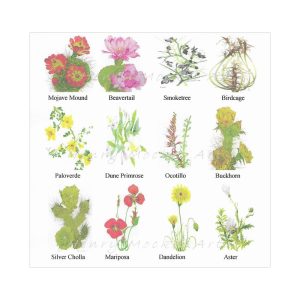 Mockel Notecard Set: Joshua Tree National Park #5