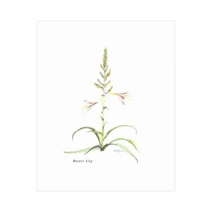 Mockel Notecard Set: The Desert Lily